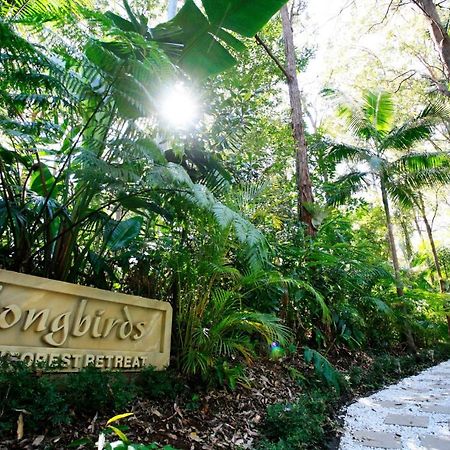 Songbirds Rainforest Retreat Mount Tamborine Exterior photo