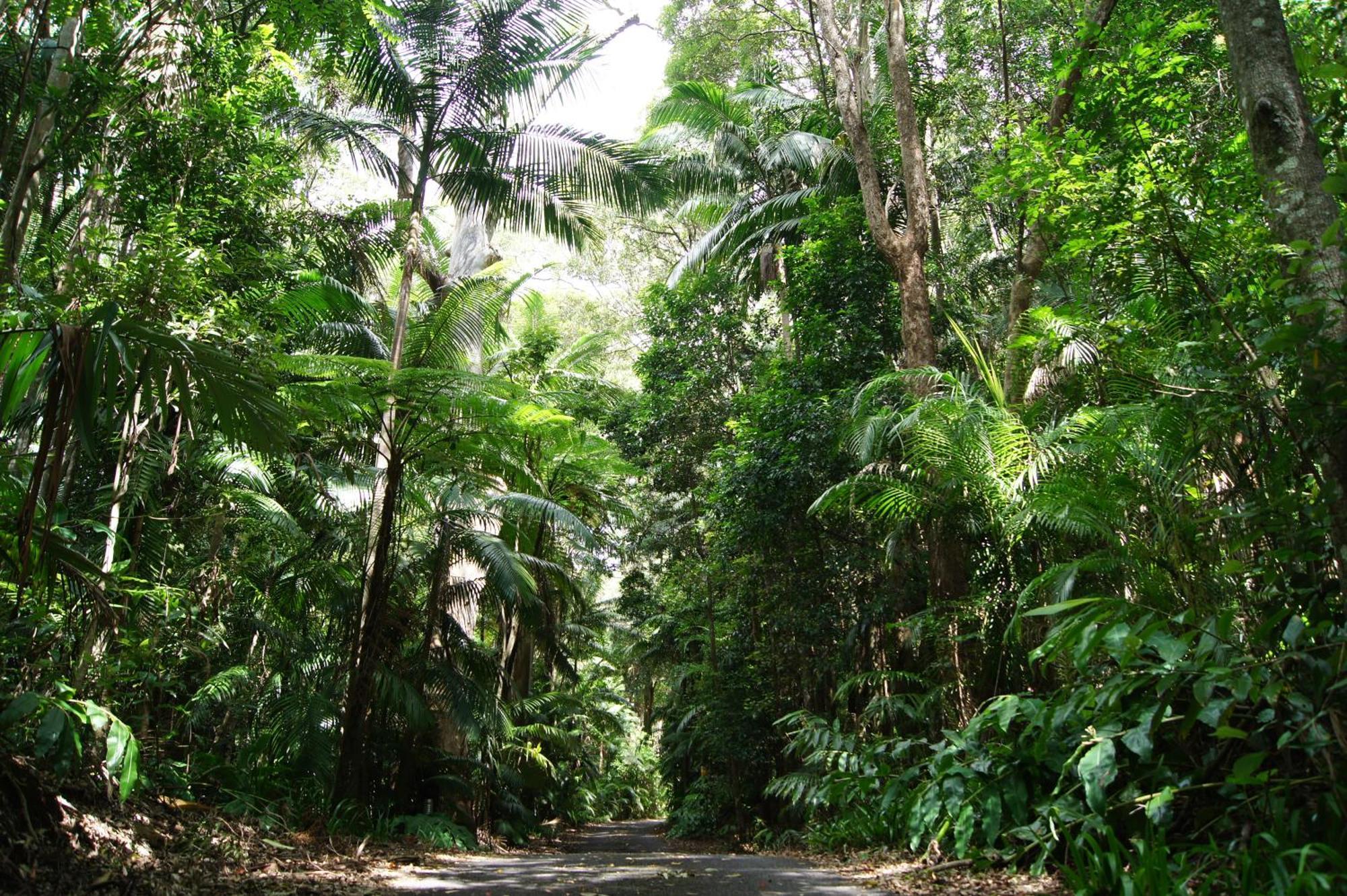 Songbirds Rainforest Retreat Mount Tamborine Exterior photo